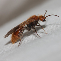 Sphaeropthalma unicolor