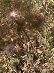 Trifolium hirtum