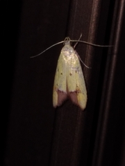 Gymnobathra flavidella