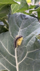 Pieris brassicae