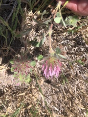 Trifolium hirtum