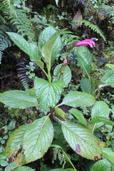 Lobelioideae