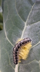 Pieris brassicae
