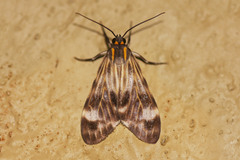 Eucereon costulata