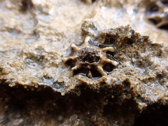 Patelloida latistrigata