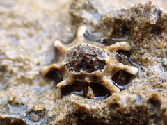 Patelloida latistrigata