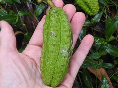 Flindersia schottiana