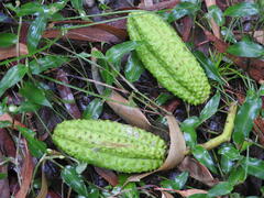 Flindersia schottiana