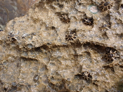 Patelloida latistrigata