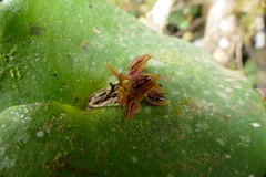 Pleurothallis fossulata