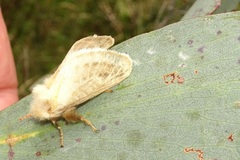 Doratifera