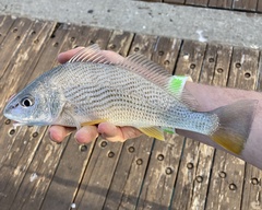 Umbrina coroides