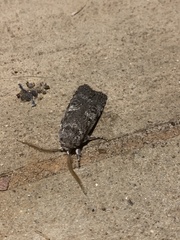 Cryptophasa irrorata