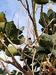 Pycnonotus xanthopygos