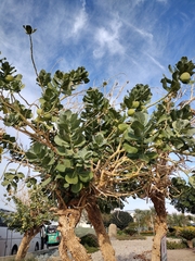 Pycnonotus xanthopygos