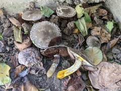 Agaricus moelleri