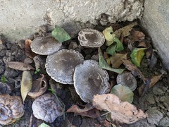Agaricus moelleri