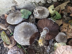 Agaricus moelleri