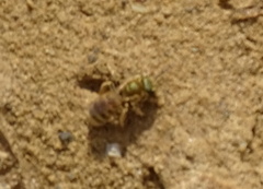 Halictus subauratus