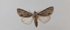 Acronicta psi
