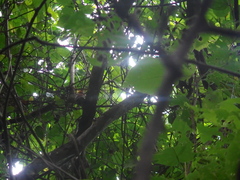 Chrysophlegma miniaceum