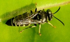 Bembecinus