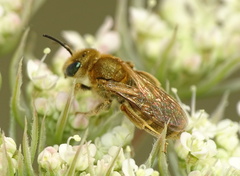 Halictus subauratus