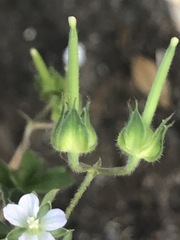 Geranium gardneri