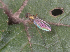 Dolichopodidae