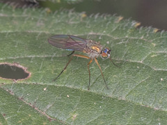 Dolichopodidae