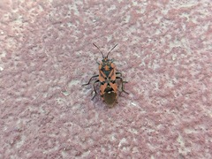 Spilostethus pandurus