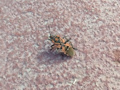 Spilostethus pandurus