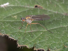Dolichopodidae