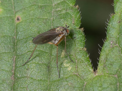 Dolichopodidae