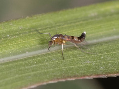 Chironomidae