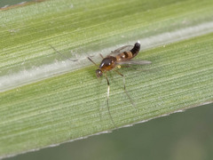 Chironomidae