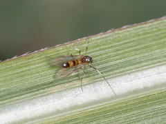Chironomidae