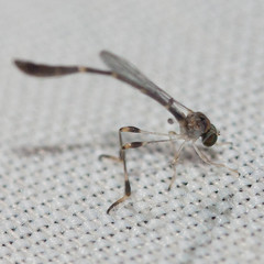 Leptopteromyia americana