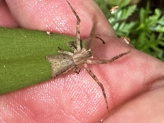 Sidymella trapezia