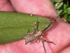 Sidymella trapezia