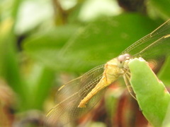 Crocothemis nigrifrons