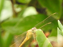 Crocothemis nigrifrons