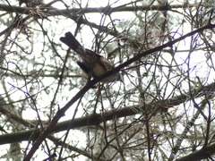 Hypsipetes amaurotis