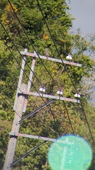 Accipiter virgatus fuscipectus