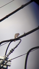 Accipiter virgatus fuscipectus