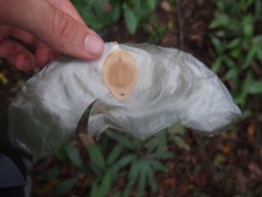 Alsomitra macrocarpa