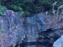 Alcedo atthis bengalensis