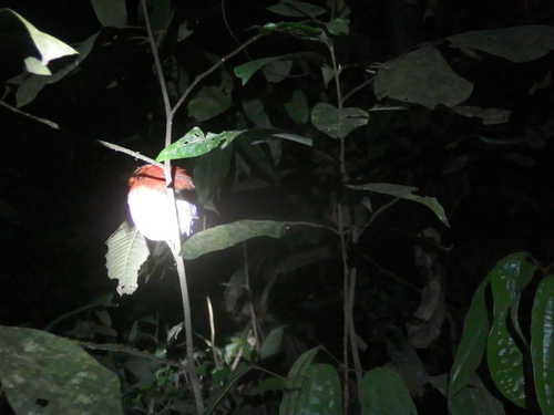 Blue-headed Pitta (Hydrornis baudii), photo 5