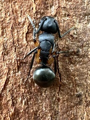Polyrhachis femorata