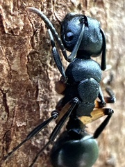 Polyrhachis femorata